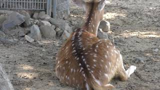 アクシスジカ と「けものフレンズ」パネル (東武動物公園) 2018年5月6日