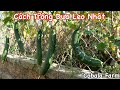 Cách Trồng Dưa Leo Nhật Thu Hoạch Sau 50 Ngày