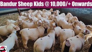 50+ Years Bandur Sheep Breeder | Bandur Kuri Sakanike