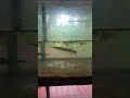 alligator gar for sale