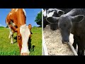 Grass fed cows vs  grain fed cows Beef