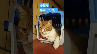 今日も暑かったね。#野良猫