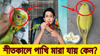 শীতকালে পাখি মারা যায় কেন? এবং সমাধান। Bird care in winter, বাজরিগার,লাভবার্ড,ককাটেইল,ফিঞ্চ