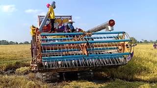 รถเกี่ยวข้าวแรงๆ!! รถเกี่ยวนวดข้าว บางไทร การช่าง COMBINE harvester