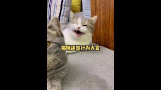 小猫咪打哈欠会传染吗 我也莫名其妙跟着打哈欠了#猫 #萌宠出道计划 #治愈猫咪