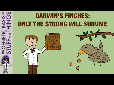 Which characteristic allowed some finches to survive what happened to their offspring?