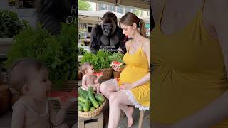 Gorilla Grocery Shopping: Picking Out the Freshest Produce 🦍🛒