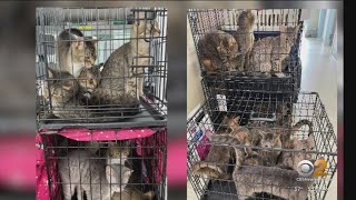 About 150 cats rescued from Yorktown home after man, woman found dead