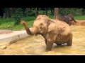 Explore TV Thailand - Elephant Hills Rainforest Camp