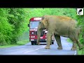 A severe elephant attack on a bus  People fall down in fear #elephantattack