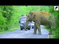 A severe elephant attack on a bus  People fall down in fear #elephantattack