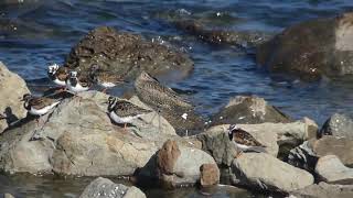 キョウジョシギ　Ruddy Turnstone