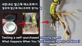 알보에 발근제를 주면 생기는 일 What happens when you give rooting agent to Albo?