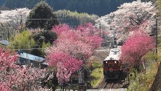 わたらせ渓谷鉄道・桜咲く頃　満開の桜・花桃　神戸駅 2014-4-12