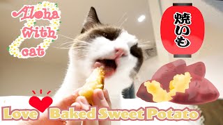 猫に焼き芋を与えたら#shorts【hawaii cat kea】Giving cat sweet potato for the first time