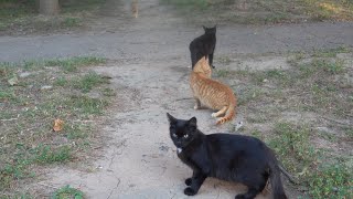 Two ginger cats and two black cats