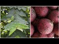 [विज्ञान] Drooping Fig | Ficus Semicordata | Khanayo Tree in Nepal | खनायो (खनिउ) को रुख र फल