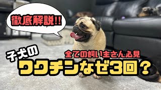 【犬７頭と暮らすおっさん】子犬のワクチン３回の意味を徹底解説