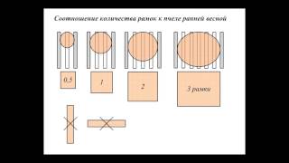 Соотношение количества рамок к пчеле ранней весной