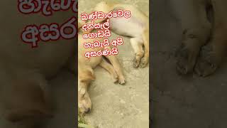 අපිව පාරට දාලා.තොපි දන්සල් කාපියව් 😪#trending #viral #animals