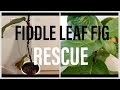 Garden Project -  Fiddle Leaf Fig Root Rot Rescue