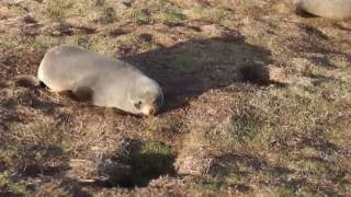 A field of sleeping seals