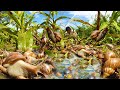 Wow amazing ! When Flooding A Fisherman Find Food Found & Catch many Snails & Strange Snails A lot