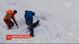 Порятунок на австрійській залізниці: працівник потягу витягнув з-під снігу козулю