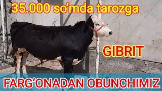 GIBRIT BUQA SOTILADI. KG 35.000DAN ☎️916661719