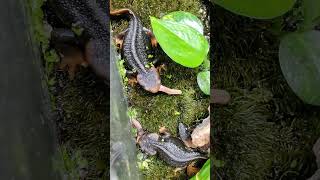 crocodile newts! Tylototriton Verrucosus eating worms