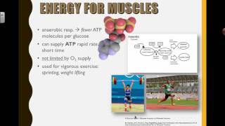 Why Bother with Anaerobic Respiration (2016) IB Biology