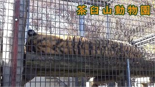 【茶臼山動物園】アムールトラの新２