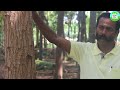 மகத்தான லாபம் தரும் மகோகனி மரங்கள் mahogany tree farming and cultivation sky fruit