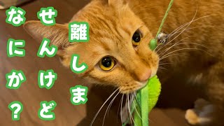 かわいい３匹の猫。ダイソーで見つけたおもちゃ2　緑の猫じゃらしを破壊