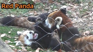 ママとじゃれ合うレッサーパンダ赤ちゃんリン😍 Cute red panda baby play around with her mother【こども動物自然公園】