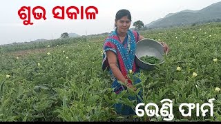 @ସବୁଜ  ପରିବା-ଭେଣ୍ଡି ଫାର୍ମ