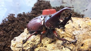 Xylotrupes gideon sumatrensis. An introduction