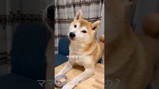 飼い主の言葉を必死に聞き取ろうとするこた兄さん😂♡#柴犬#shorts