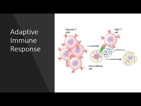 The Adaptive Immune Response Youtube