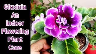 Gloxinia an indoor flowering plant grow care tips, Best flowering plant gloxinia ki dekhbhal