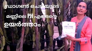 How to Raise Soil pH Level For Dragon Fruit I മണ്ണിലെ pH എങ്ങനെ ഉയർത്താം Part 2 I J's Passion World