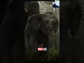 അരി കൊമ്പൻ🥰♥️ animal_fun_dub_507 ari_komban elephant malayalam_dubbing