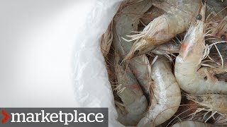 Testing shrimp for antibiotic-resistant bacteria (Marketplace)