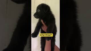 කලු ආස අයට 🖤 | #shorts #puppy #youtubeshorts #shortvideo #pets #dog