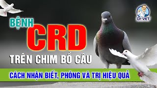 CRD in pigeons | How to recognize - effective prevention and treatment | Dr.Vet