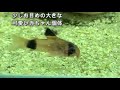 【corydoras】親不明のハイブリッドコリドラス、60cm水槽へ！新生体も導入【aquarium】