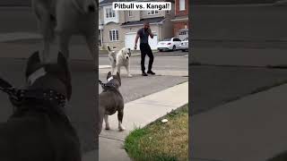 A pitbull vs. Kangal, who wins?!