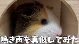 鳴き声をマネすると凄いことが起きました…【モルモット】