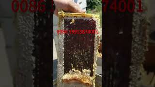 Uncapping a Frame of Honey with an Uncapping Scrapper