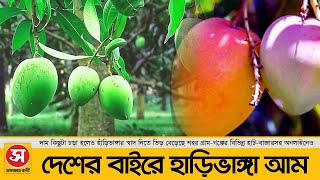 উত্তরের হাঁড়িভাঙ্গা এখন বিশ্বের বাজারে | Rangpur Harivanga Mango | Sokaler Bani